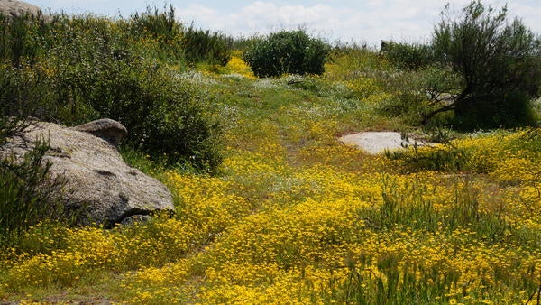 landscape of yellow wildflowers