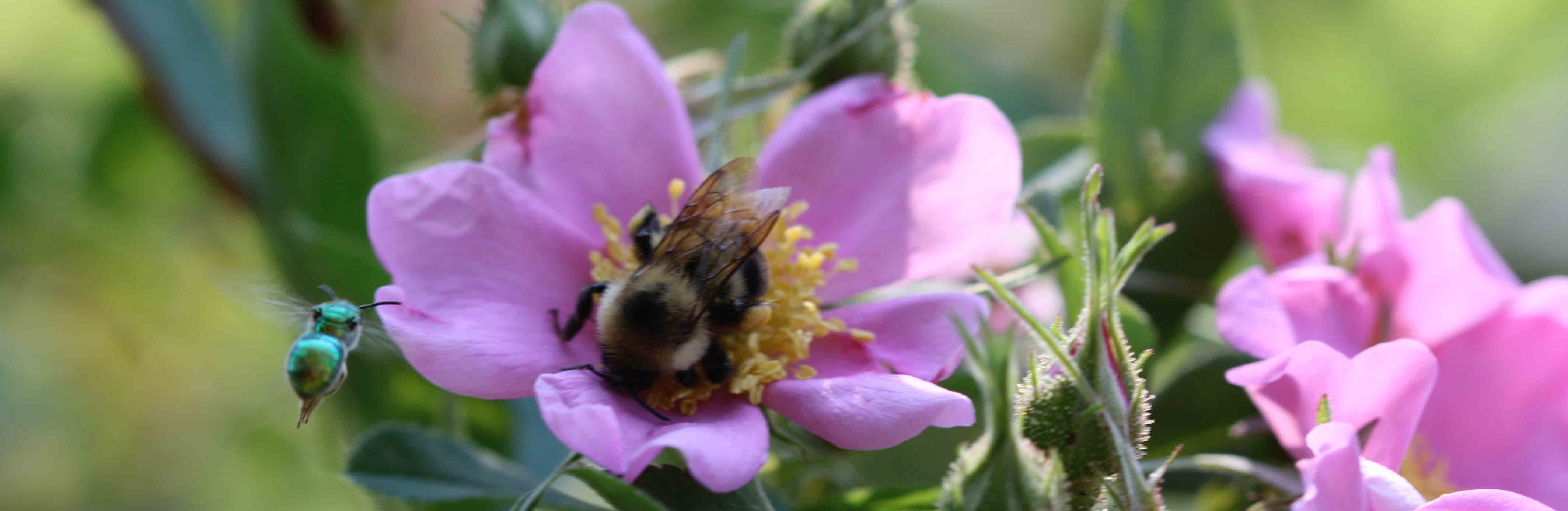 Bee in purple flower