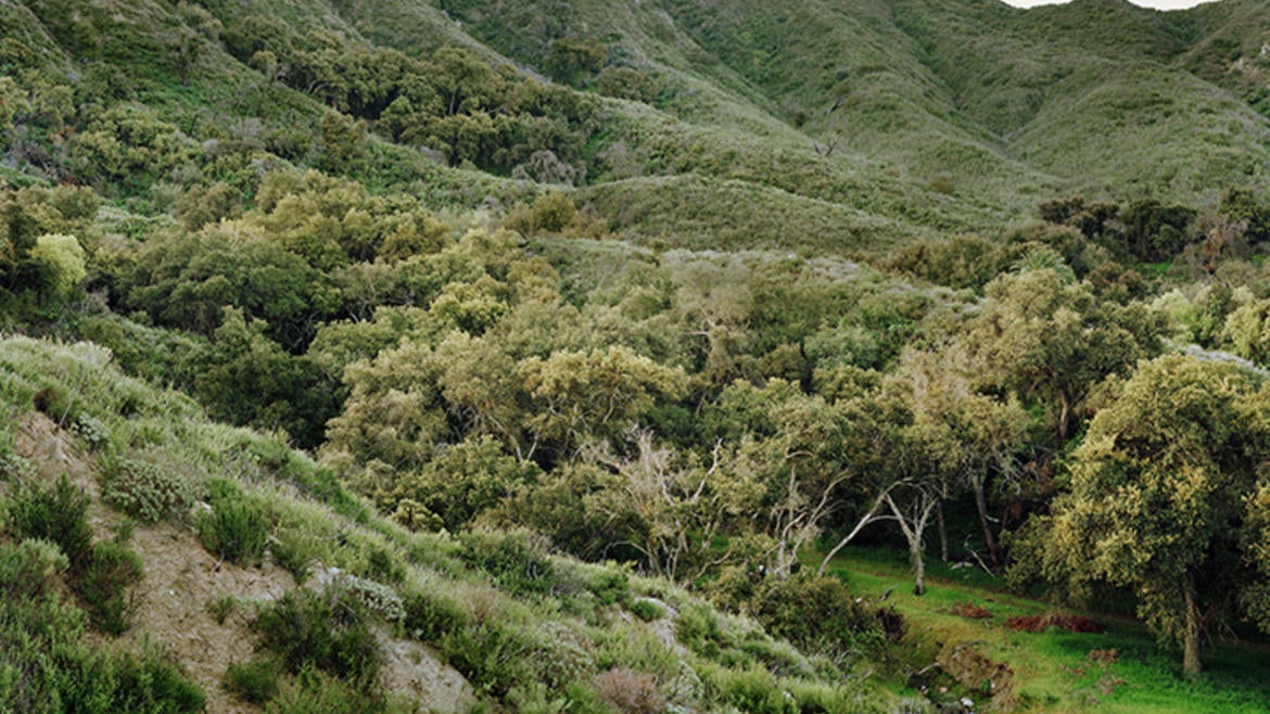 Emerson Oaks Reserve / Photo by Christopher Woodcock Emerson Oaks Reserve / Photo by Christopher Woodcock