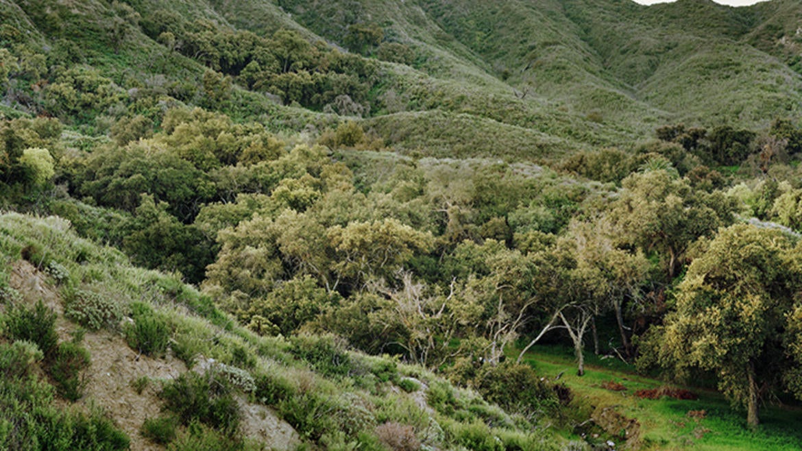 Emerson Oaks Reserve / Photo by Christopher Woodcock