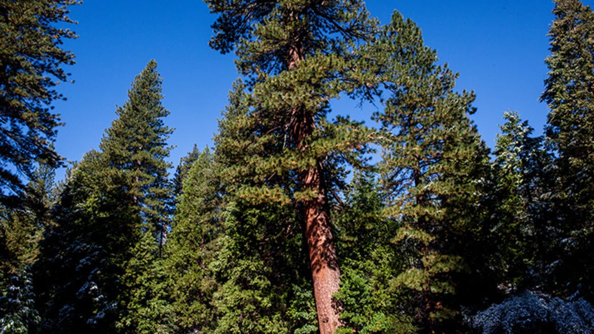 James San Jacinto Mountains Reserve / Photo by Lobsang Wangdu