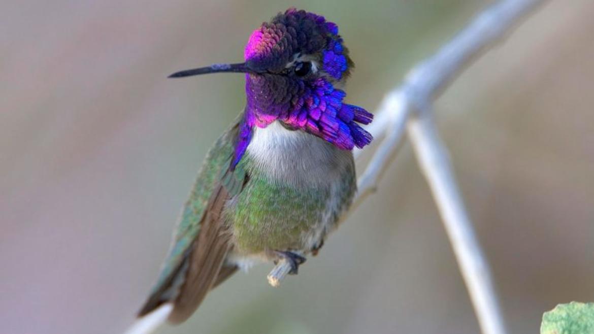 hummingbird