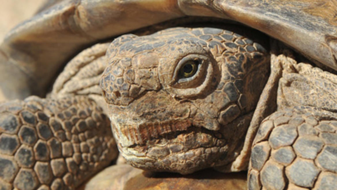 tortoise