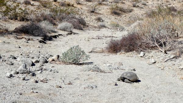 photo of tortoise in desert habitat