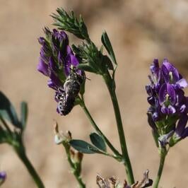Bee on purple flower stalk