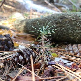 Pine tree seeding next to a pinecone