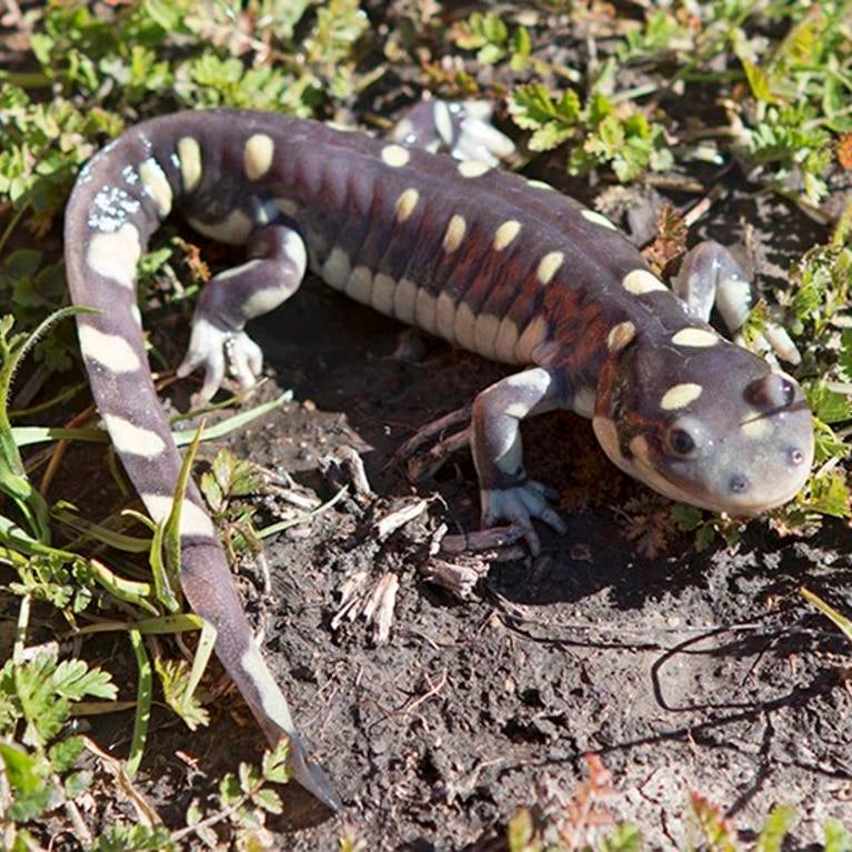 California tiger salamander