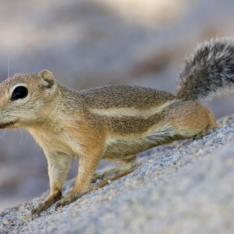 Antelope ground squirrel Photo by Chappell