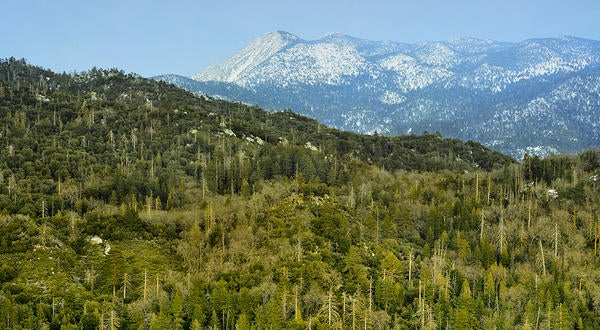 James San Jacinto Mountain Reserve (c) Mark Chappell