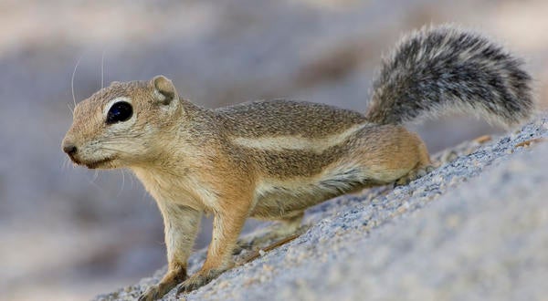 Antelope ground squirrel Photo by Chappell