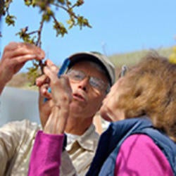 two people looking at tree leaves
