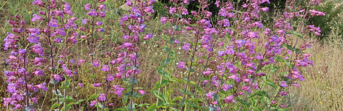 Penstemon spectabilis at NRS