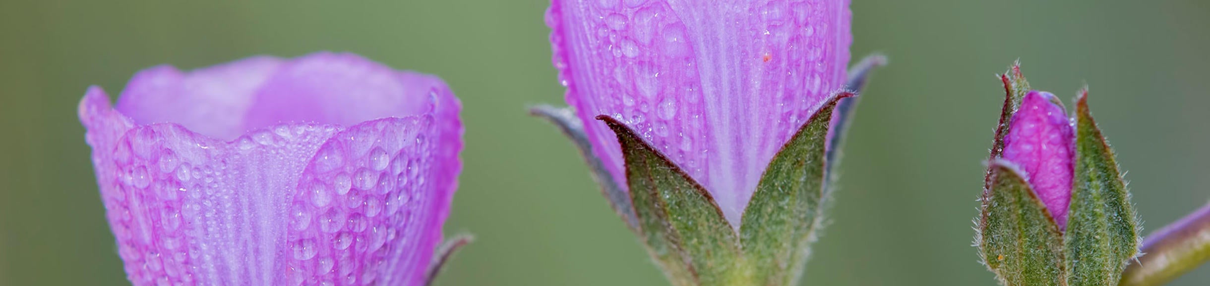 (c)ucr_mark_chappell_ucr_natural_reserves_checkerbloom2_624px.jpg