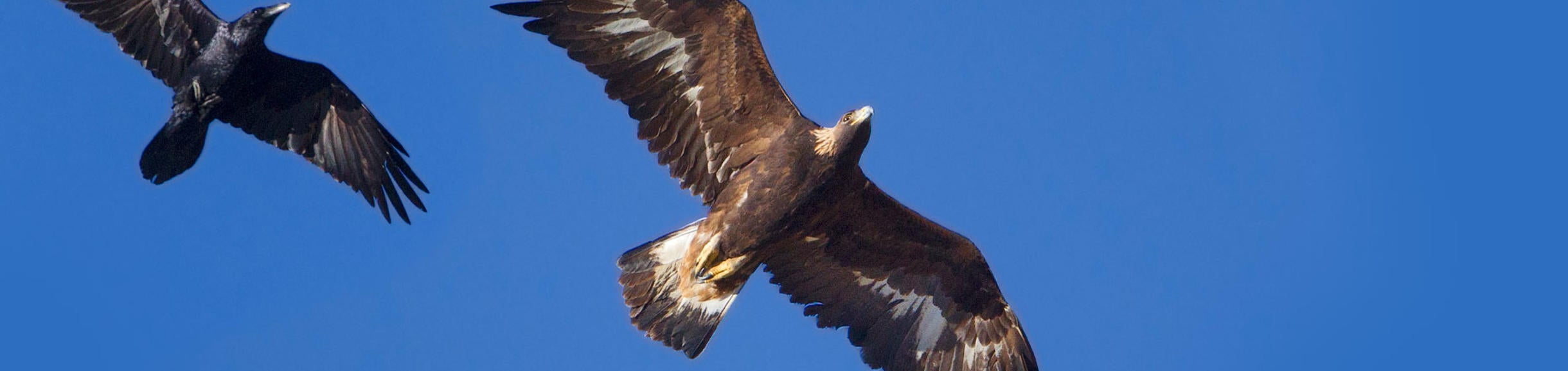 (c)ucr_mark_chappell_ucr_natural_reserves_golden_eagle_624px.jpg