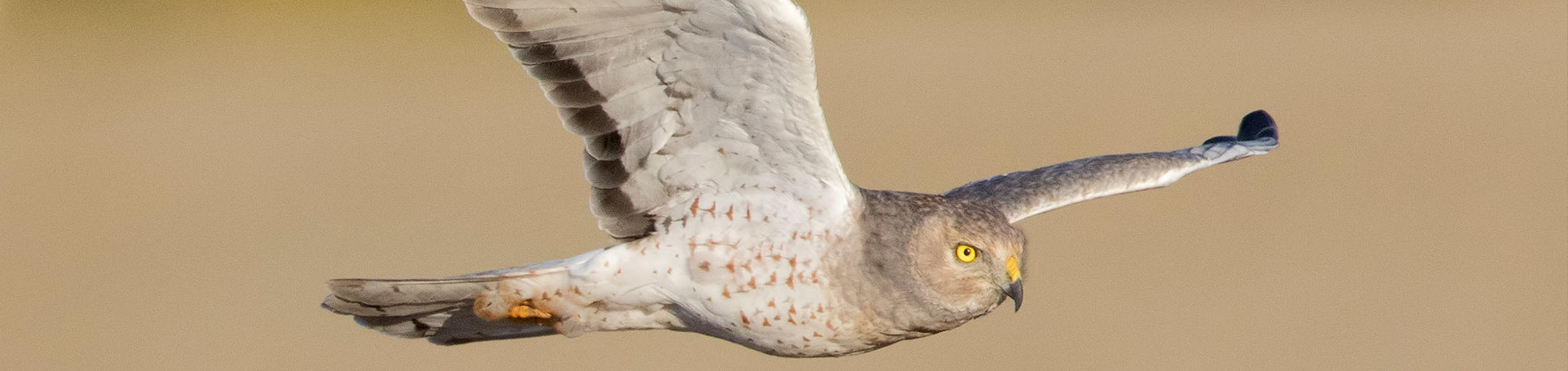 (c)ucr_mark_chappell_ucr_natural_reserves_northern_harrier_624px.jpg 