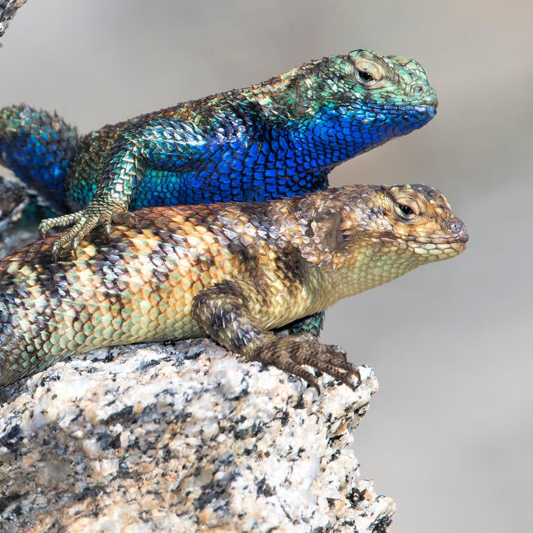 Male and female granite spiny lizards on granite rock outcrop
