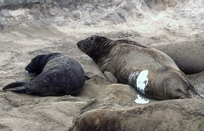 Elephant seal milk