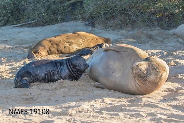 elephant seal