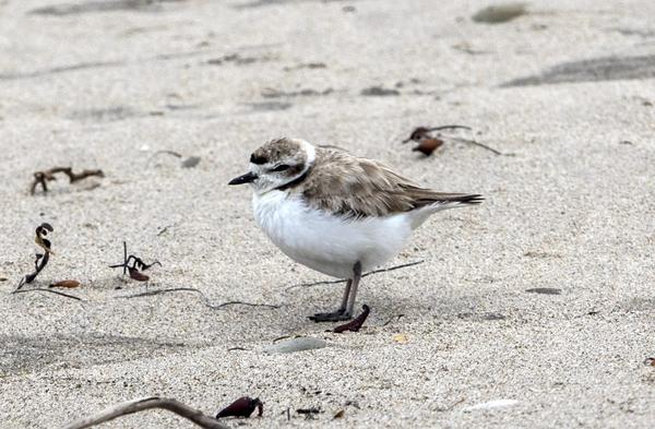 Adult western snowy plover