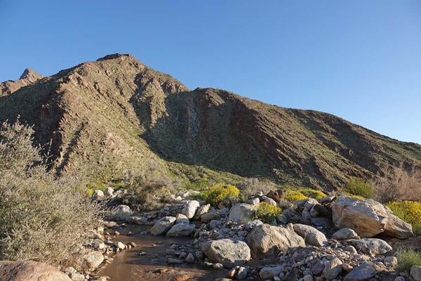 Anza-Borrego's Palm Canyon trail