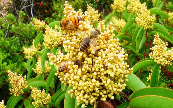 Western honey bees