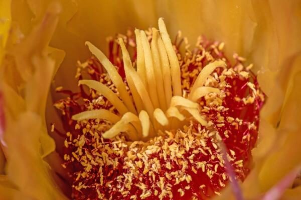 barrel cactus