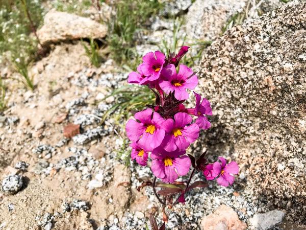 Bigelow's monkeyflower