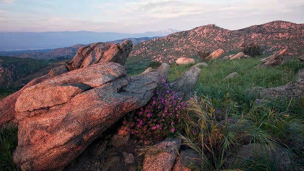 Box Springs Reserve