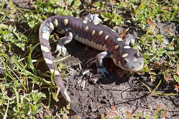 California tiger salamander