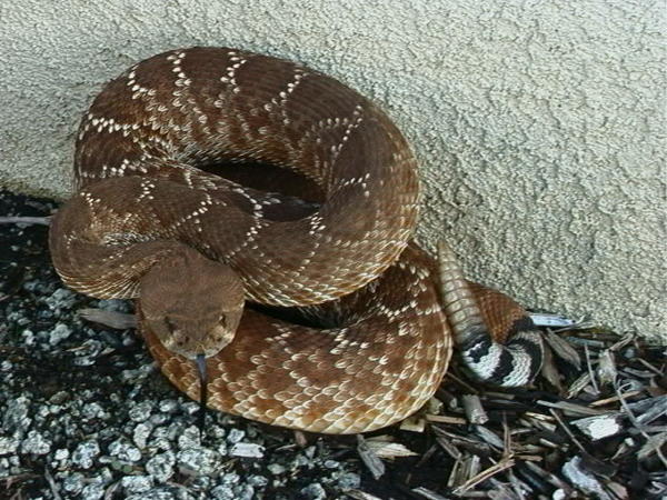 Red-diamondback Rattlesnake