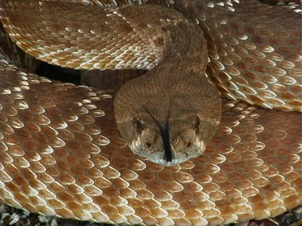 Red-diamondback Rattlesnake