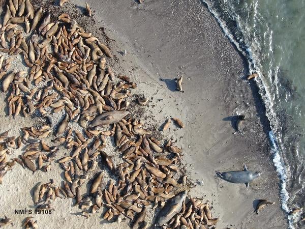 elephant seal