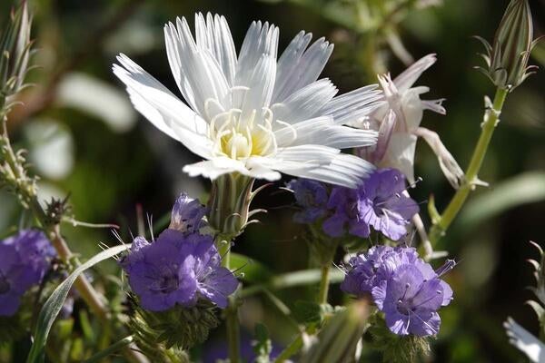 Desert chicory