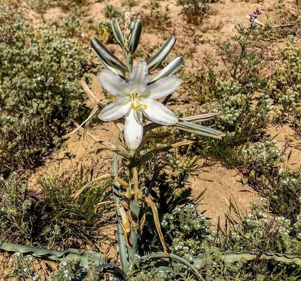 Desert lilies