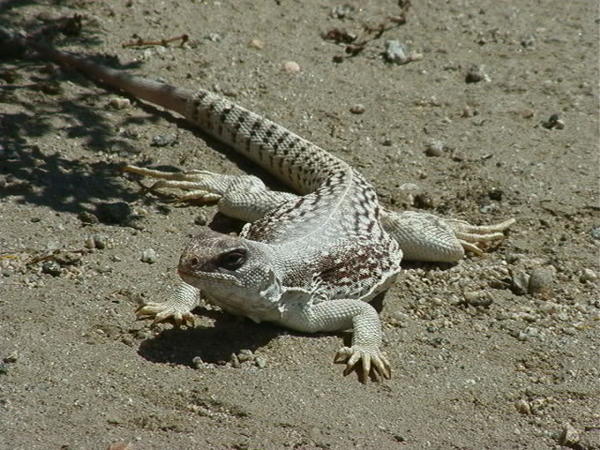 Skink