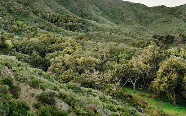 Emerson Oaks Reserve / Photo by Christopher Woodcock