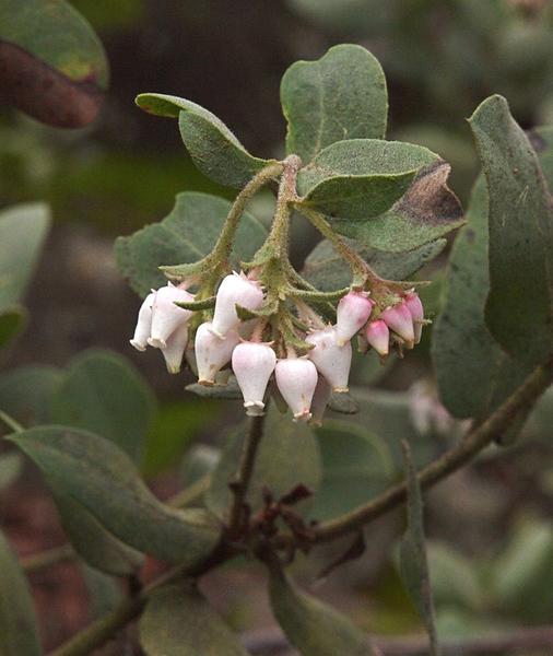 Hoover's manzanita