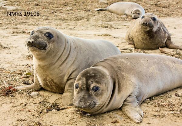 elephant seal