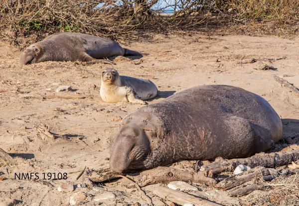 elephant seal