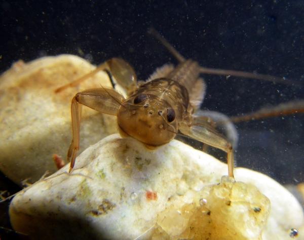 mayfly Ironodes