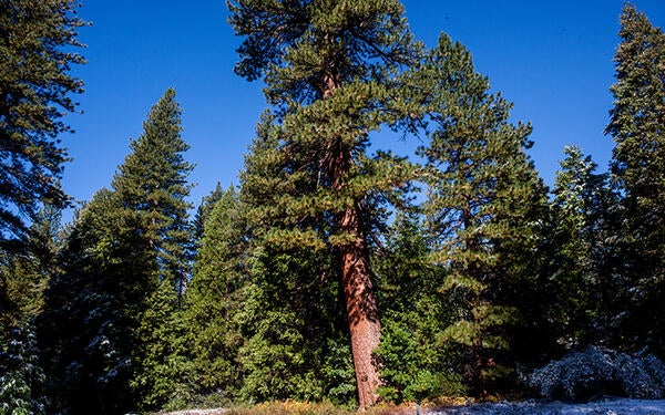 James San Jacinto Mountains Reserve / Photo by Lobsang Wangdu