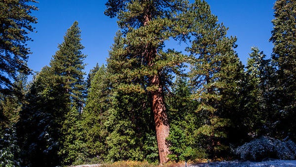 James San Jacinto Mountains Reserve