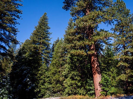 James Mount San Jacinto Reserve (c) Mark Chappell