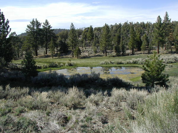 Pond at Juniper Flats