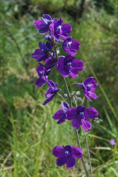 Monterey larkspur