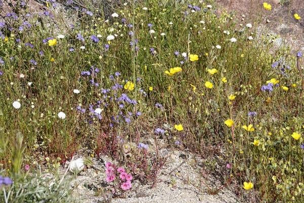 Palm Canyon trail