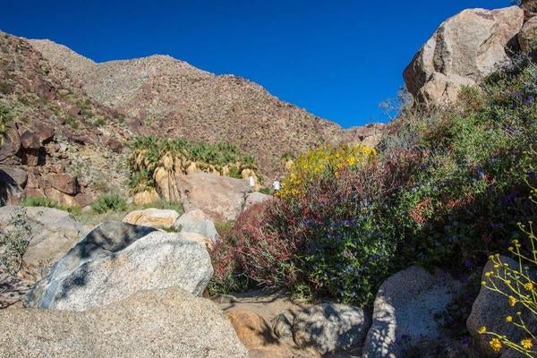 Palm Canyon
