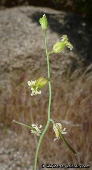 Payson's jewelflower