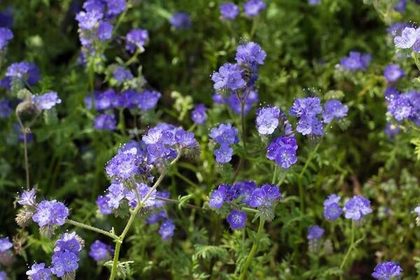 Phacelia