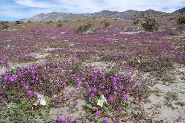 Purple phacelia
